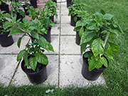 Carolina Reaper