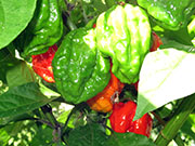 Carolina Reaper