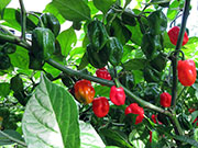 Carolina Reaper