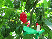 Carolina Reaper