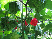 Carolina Reaper