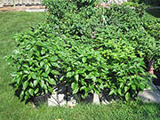 Carolina Reaper