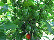 Carolina Reaper