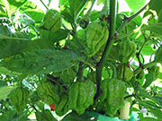 Carolina Reaper
