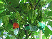 Carolina Reaper