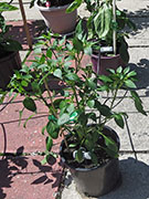 Çumra Cherry