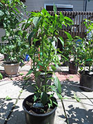 Çumra Cherry