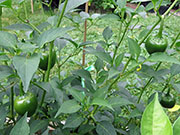 Çumra Cherry