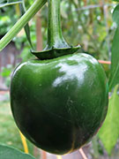 Çumra Cherry