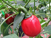 Çumra Cherry