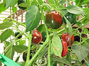 Çumra Cherry