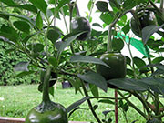 Çumra Cherry