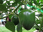 Çumra Cherry
