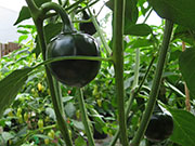 Çumra Cherry