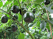 Çumra Cherry