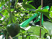 Çumra Cherry