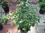 Çumra Cherry