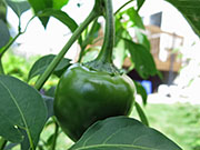 Çumra Cherry