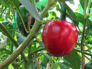 Çumra Cherry