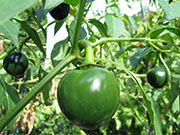 Çumra Cherry