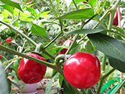 Çumra Cherry