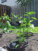 Çumra Cherry