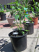 Çumra Cherry