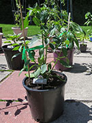 Çumra Cherry