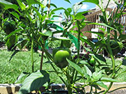 Çumra Cherry