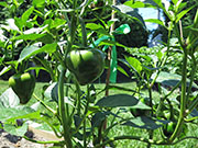 Çumra Cherry
