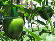 Çumra Cherry
