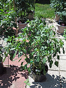 Çumra Cherry