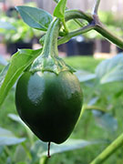 Çumra Cherry