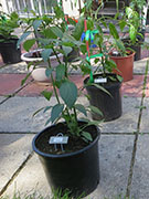 Çumra Cherry