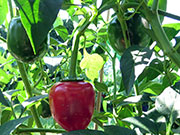 Çumra Cherry