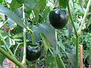 Çumra Cherry