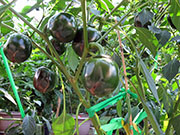 Çumra Cherry