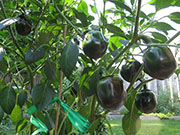 Çumra Cherry