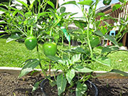 Çumra Cherry