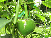 Çumra Cherry