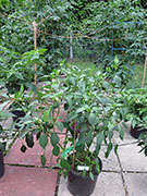 Çumra Cherry