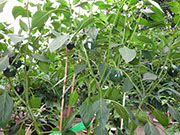 Çumra Cherry