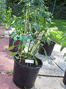 Çumra Cherry