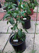 Çumra Cherry