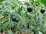 Çumra Cherry