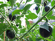 Çumra Cherry