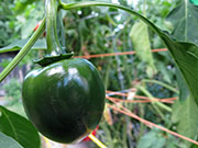 Çumra Cherry