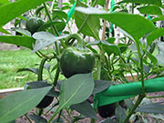 Çumra Cherry
