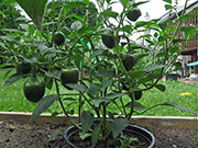 Çumra Cherry