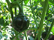 Çumra Cherry